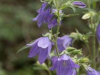 Campanula trachelium 43, Ruig klokje, Saxifraga-Willem van Kruijsbergen