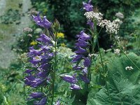 Campanula trachelium 44, Ruig klokje, Saxifraga-Jan van der Straaten