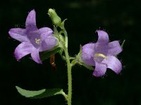 Campanula trachelium 5, Ruig klokje, Saxifraga-Jan van der Straaten