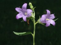 Campanula trachelium 6, Ruig klokje, Saxifraga-Marijke Verhagen