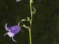 Campanula trachelium 7, Ruig klokje, Saxifraga-Jan van der Straaten