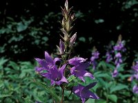 Campanula trachelium 8, Ruig klokje, Saxifraga-Piet Zomerdijk