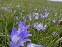 Campanula tridentata 10, Saxifraga-Ed Stikvoort