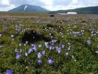 Campanula tridentata 9, Saxifraga-Ed Stikvoort