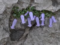 Campanula zoysii