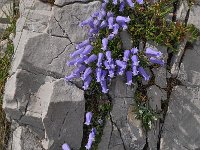 Campanula zoysii 10, Saxifraga-Harry Jans