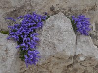 Campanula zoysii 11, Saxifraga-Harry Jans