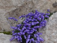 Campanula zoysii 12, Saxifraga-Harry Jans