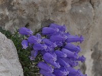 Campanula zoysii 13, Saxifraga-Harry Jans