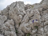 Campanula zoysii 14, habitat, Saxifraga-Harry Jans