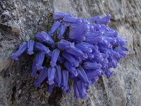 Campanula zoysii 15, Saxifraga-Harry Jans