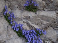 Campanula zoysii 16, Saxifraga-Harry Jans