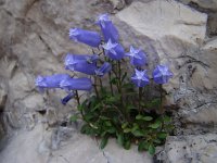 Campanula zoysii 17, Saxifraga-Harry Jans