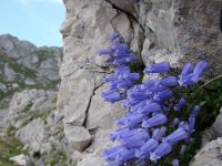 Campanula zoysii 18, Saxifraga-Harry Jans