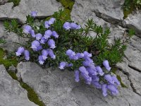 Campanula zoysii 2, Saxifraga-Harry Jans