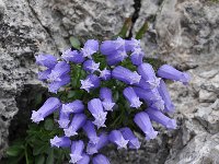 Campanula zoysii 3, Saxifraga-Harry Jans