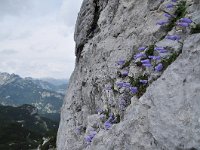 Campanula zoysii 4, habitat, Saxifraga-Harry Jans