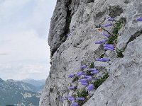 Campanula zoysii 5, habitat, Saxifraga-Harry Jans