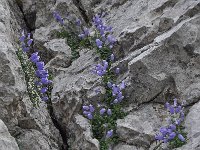 Campanula zoysii 6, Saxifraga-Harry Jans