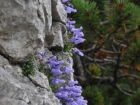 Campanula zoysii 7, Saxifraga-Harry Jans