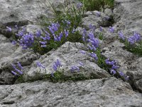 Campanula zoysii 8, Saxifraga-Harry Jans