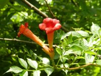 Campsis radicans 8, Saxifraga-Rutger Barendse