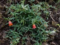 Canarina canariensis 23, Saxifraga-Ed Stikvoort