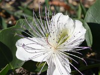 Capparis spinosa 12, Saxifraga-Sonja Bouwman  Z28. Kappertjesplant, Caper bush - Capparis spinosa - Capparaceae familie