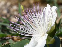 Capparis spinosa 8, Saxifraga-Sonja Bouwman  Z28. Kappertjesplant, Caper bush - Capparis spinosa - Capparaceae familie