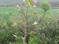 Capsella rubella 2, Rood herderstasje, Saxifraga-Jasenka Topic