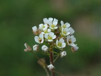 Capsella rubella 1, Rood herderstasje, Saxifraga-Jan van der Straaten