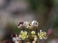 Capsella rubella 3, Rood herderstasje, Saxifraga-Rutger Barendse