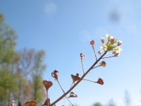 Capsella rubella 4, Rood herderstasje, Saxifraga-Rutger Barendse