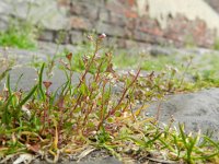 Capsella rubella 6, Rood herderstasje, Saxifraga-Rutger Barendse