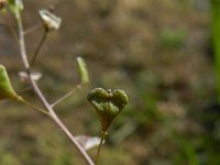 Capsella rubella 7, Rood herderstasje, Saxifraga-Rutger Barendse