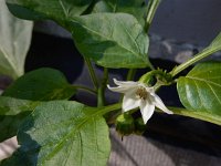 Capsicum annuum 5, Paprika, Saxifraga-Ed Stikvoort