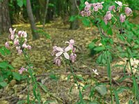 Cardamine bulbifera 21, Bolletjeskers, Saxifraga-Hans Grotenhuis