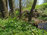 Cardamine bulbifera 22,Bolletjeskers, Saxifraga-Hans Grotenhuis