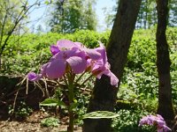 Cardamine bulbifera 23, Bolletjeskers, Saxifraga-Hans Grotenhuis