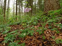 Cardamine bulbifera 29, Bolletjeskers, Saxifraga-Hans Grotenhuis