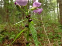 Cardamine bulbifera 32, Bolletjeskers, Saxifraga-Hans Grotenhuis