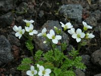 Cardamine caldeirarum