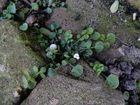 Cardamine corymbosa 12, Nieuw-Zeelandse veldkers, Saxifraga-Ed Stikvoort