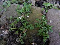 Cardamine corymbosa 13, Nieuw-Zeelandse veldkers, Saxifraga-Ed Stikvoort