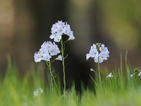 Cardamine pratensis 119, Pinksterbloem, Saxifraga-Luuk Vermeer