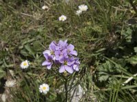 Cardamine raphanifolia 10, Saxifraga-Willem van Kruijsbergen