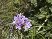 Cardamine raphanifolia 11, Saxifraga-Willem van Kruijsbergen