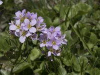 Cardamine raphanifolia 13, Saxifraga-Willem van Kruijsbergen