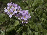 Cardamine raphanifolia 14, Saxifraga-Willem van Kruijsbergen