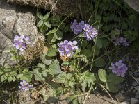 Cardamine raphanifolia 8, Saxifraga-Willem van Kruijsbergen